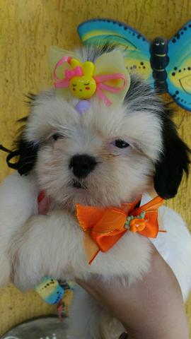 Shih Tzu