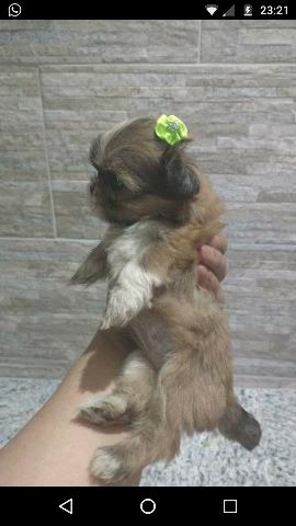 Shih Tzu fêmea 950,macho 700,país no local.aceito
