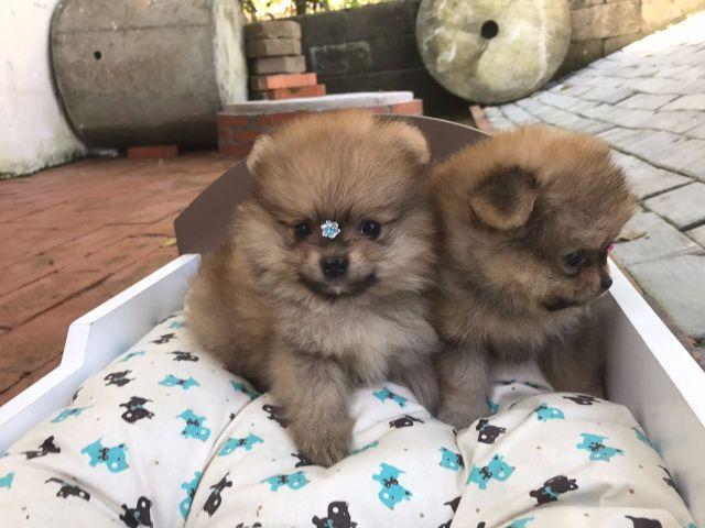 Spitz Alemão Anão/ Lulu da Pomerânia Cor Laranja