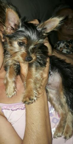 Vendo yorkshaire fêmea