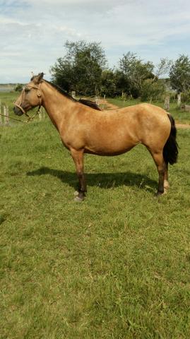 Égua Baia Boa de Laço