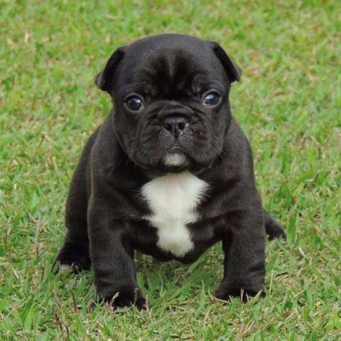Bulldog Francês