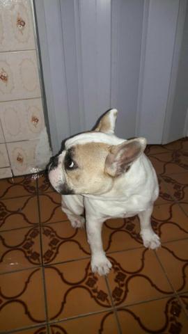Bulldog francês fêmea