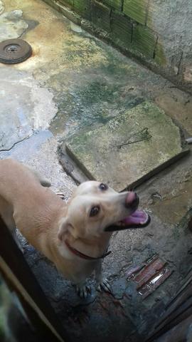 Cachorro labrador mestiço