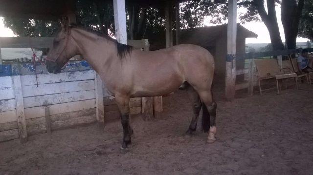 Cavalo Crioulo Gateado