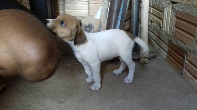 Disponíveis para adoção.