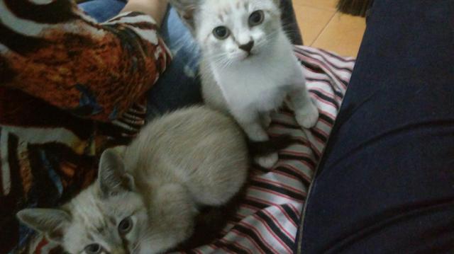 Doa se duas gatinhas