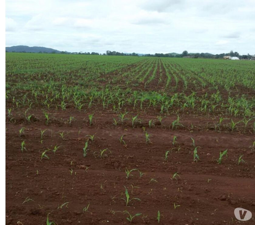 FAZENDA A VENDA NO PARÁ- SANTANA DO ARAGUAIA