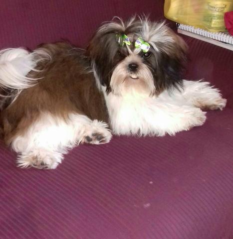 Fêmea adulta shitzu