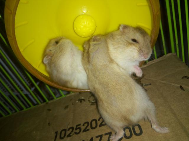 Hamster anão russo