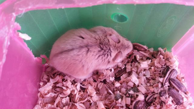 Hamster chines femia