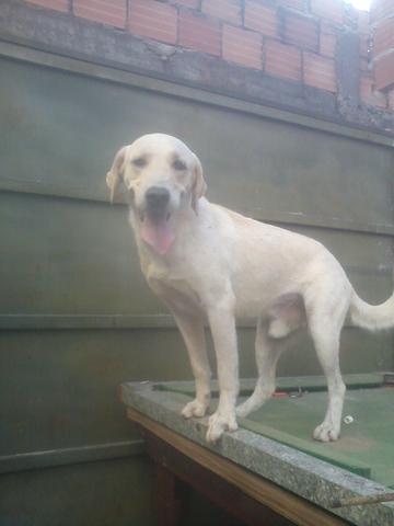 Labrador disponivel para cruza