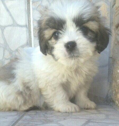 Lhasa apso
