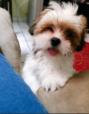 Lhasa apso com pedigree