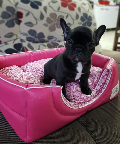 Linda bulldog francês fêmea