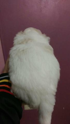 Linda shitzu fêmea 700