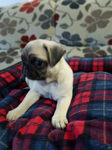 Lindo pug macho