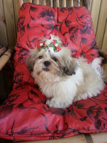 Macho de shih tzu