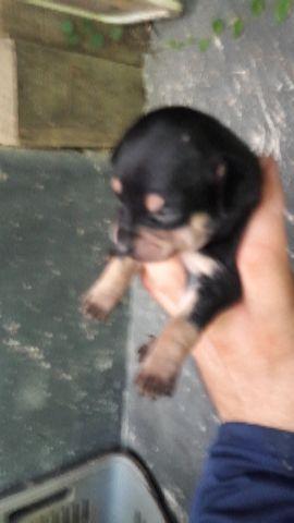 Pinscher