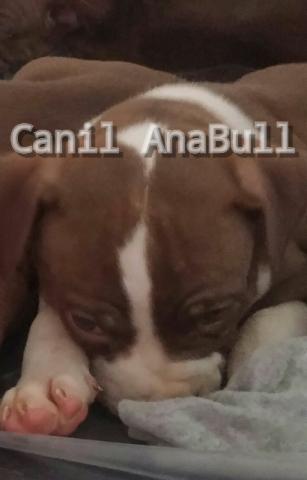 Pitbull Extremados Cabeça de Touro Disponíveis Padreadores