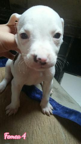 Pitbulls femeas com pedigree