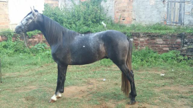 Poltro Mangalarga Tordilho