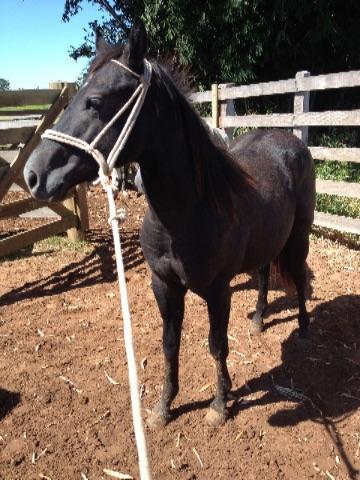 Potro 7/8 Quarto de Milha sem registro