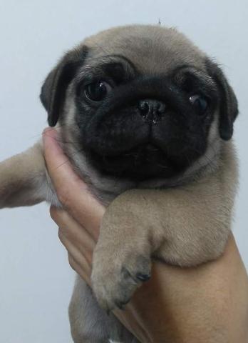 Pug Macho