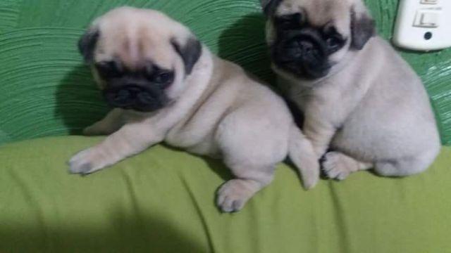 Pug com pedrigree
