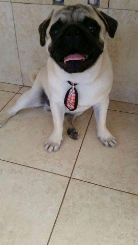 Pug macho disponível para cruza