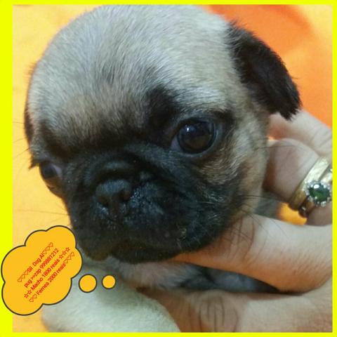 Pug só uma Fêmea