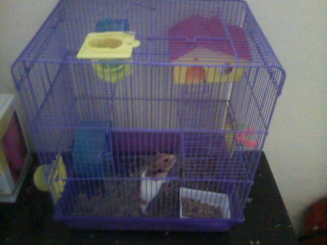 Vendo gaiola com tubos e dois hamster