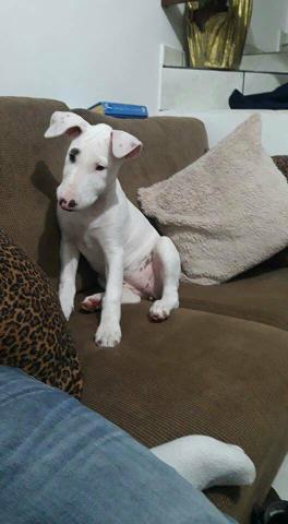 Bull Terrier Fêmea 3 meses