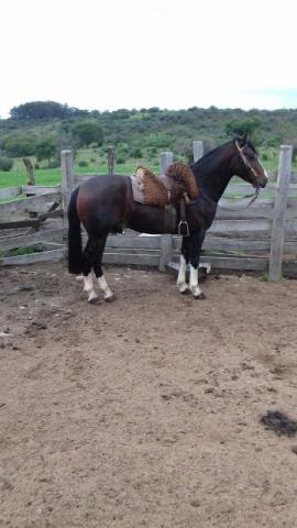 Cavalo Crioulo, muito bom de laço