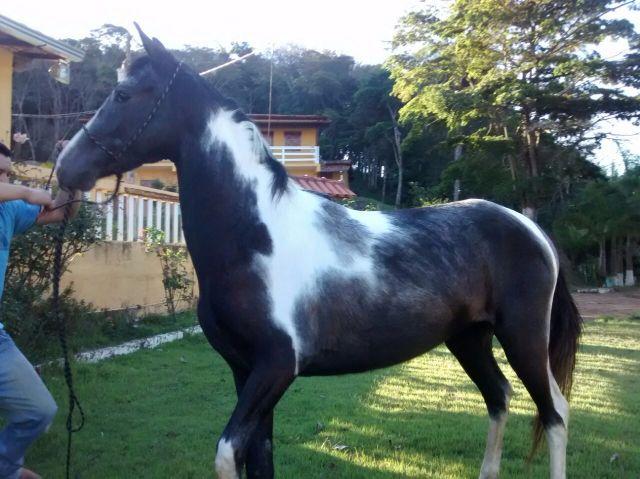 Cavalo Pampa