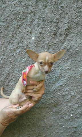 Chihuahua lindo macho