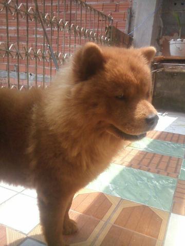Chow chow