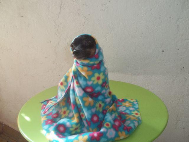 Cobertorzinhos Para Cães