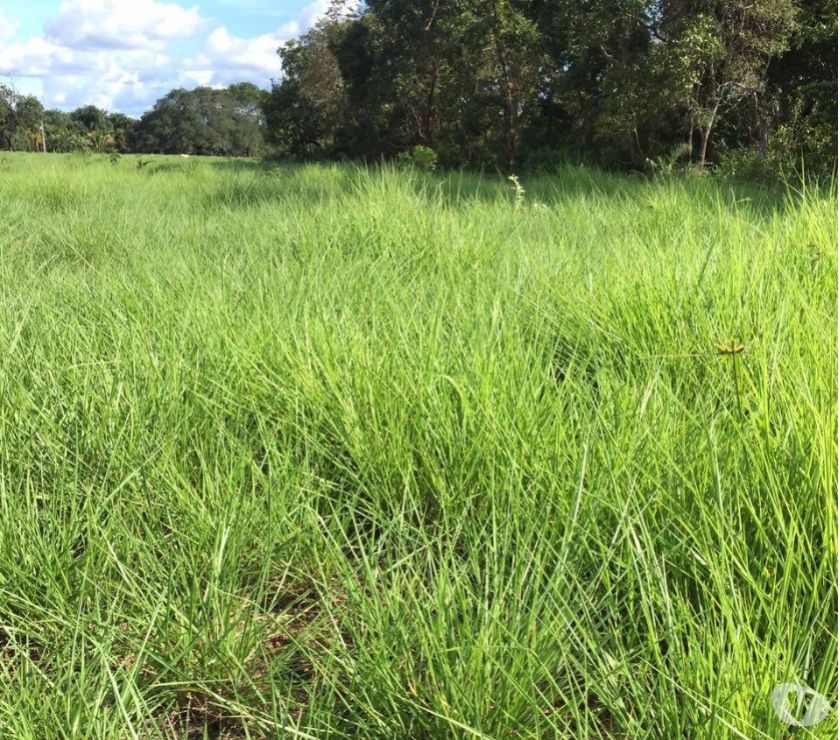 FAZENDA A VENDA EM MATO GROSSO - ALTO DA BOA VISTA