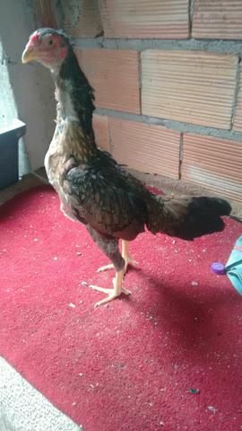 Galinha índia
