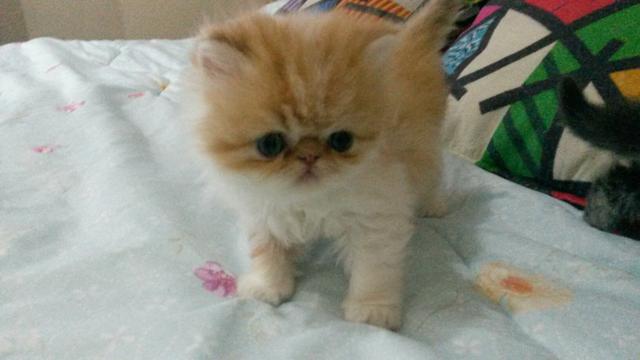 Gato persa bicolor 51 