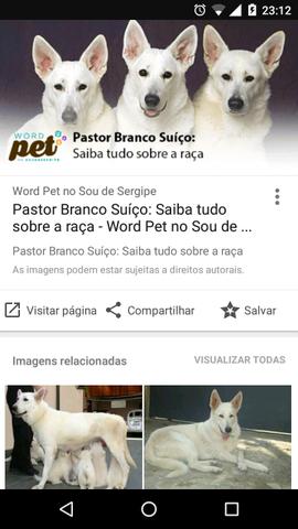 Pastor branco canadense