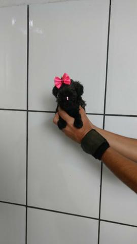 Poodle mini toyzinha (femea)