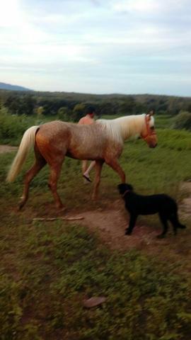 Potro quarto de milha puro