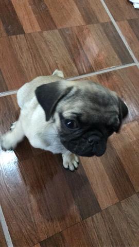 Pug fêmea