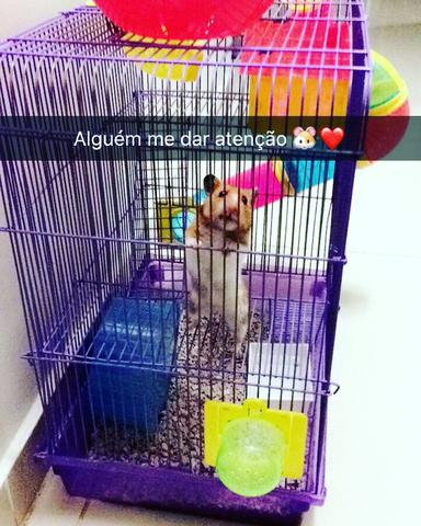 Casinha para hamister