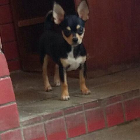 Chihuahua macho