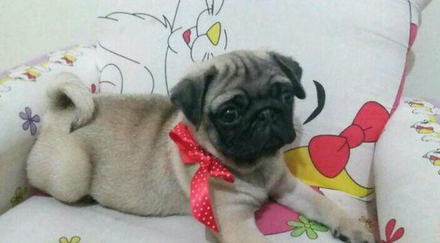 Pug Promoção Macho $ Fêmea $