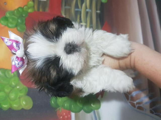 Shih Tzu femeas porte super pequenas