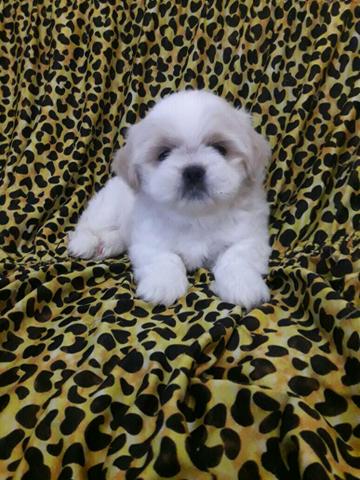 Shih tzu.